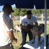 17th National Breed Show